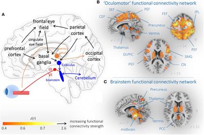 Structural and Functional Brain Mapping Correlates of Impaired Eye Movement Control in Parkinsonian Syndromes: A Systems-Based Concept